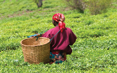 tea-plantition