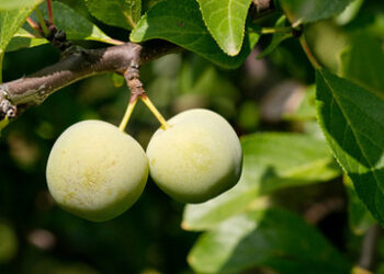 Greengage