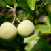 Greengage
