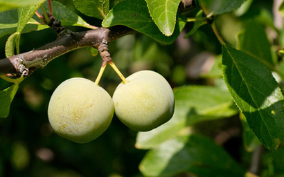 Greengage