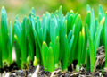emerging_shoots_410