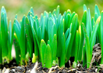 emerging_shoots_410