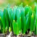 emerging_shoots_410