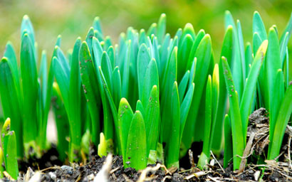 emerging_shoots_410