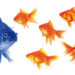 Fish---blue