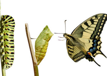 Metamorphosis