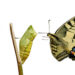 Metamorphosis