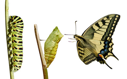 Metamorphosis