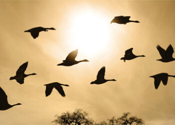 Birds-2