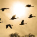 Birds-2