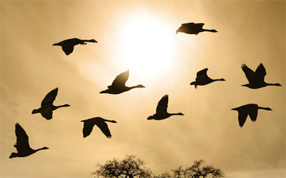 Birds-2