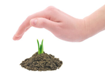 Sprouting-bud