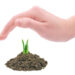 Sprouting-bud
