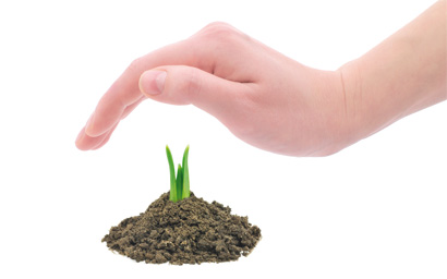 Sprouting-bud