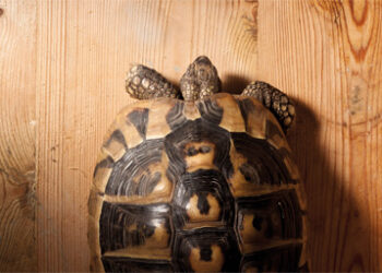 Tortoise
