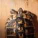 Tortoise