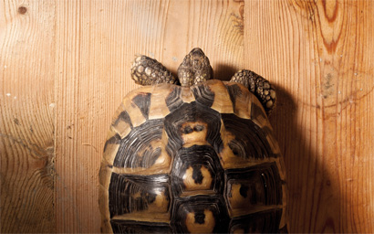 Tortoise