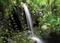 Rainforest