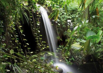 Rainforest