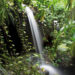 Rainforest