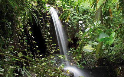 Rainforest
