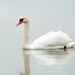 Swan