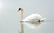 Swan
