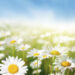 Dasies