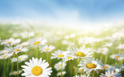 Dasies