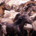 Horses
