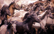 Horses