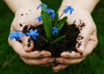Planting