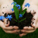 Planting