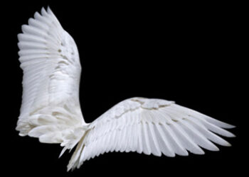 Angel wings