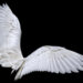 Angel wings