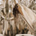 Corn-drought