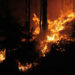 Forest-Fire