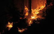 Forest-Fire