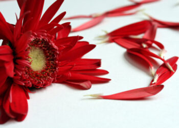 Flower petals