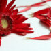 Flower petals