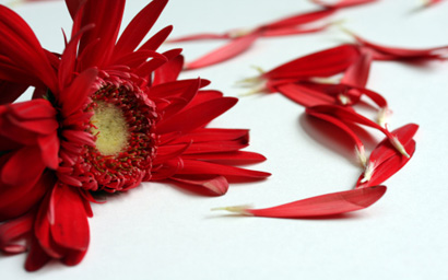 Flower petals