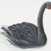 black swan