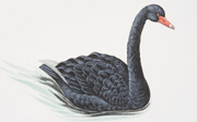 black swan