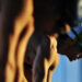 Swimmers