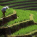 Emerging markets