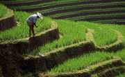 Emerging markets