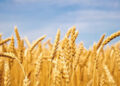 Wheat
