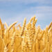 Wheat