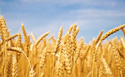 Wheat