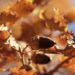 Acorns